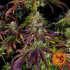Mimosa EVO, Фасовка: 1, изображение 12